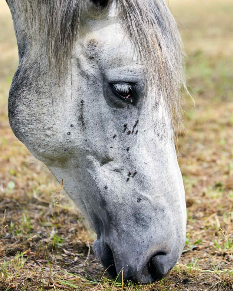 A horse feeds on grass in a meadow in Saxony, Germany