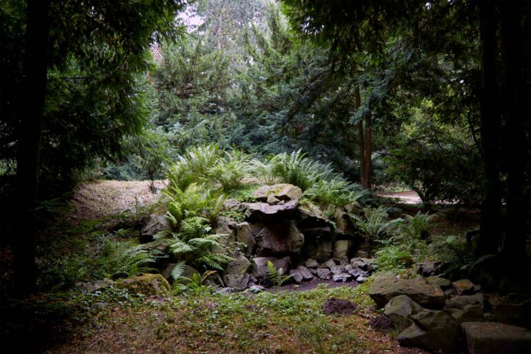 The forests of Saxony, Germany