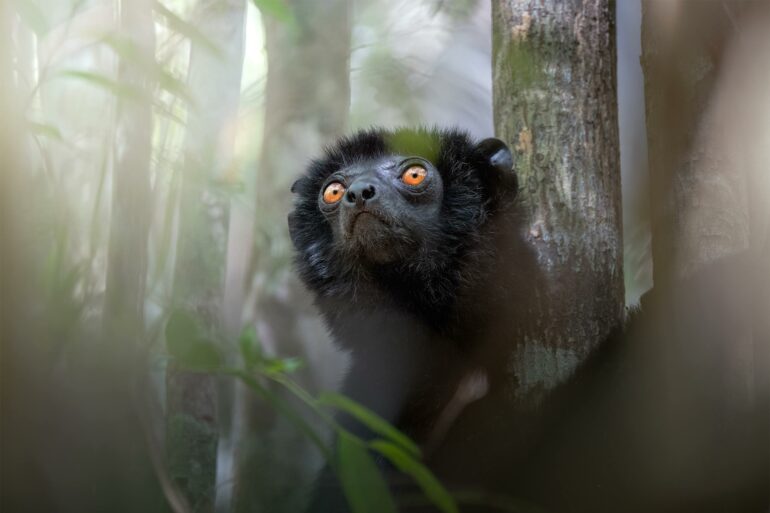 A black lemur in the forests of Madagascar