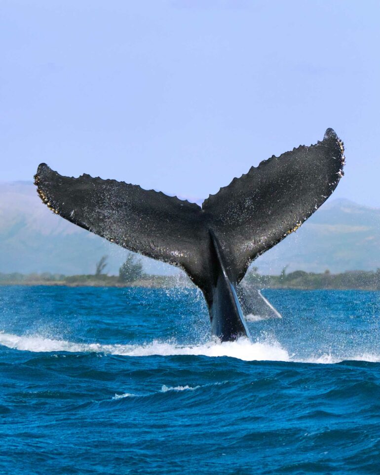 A whale fin off the coast of Nosy Ankao, Madagascar