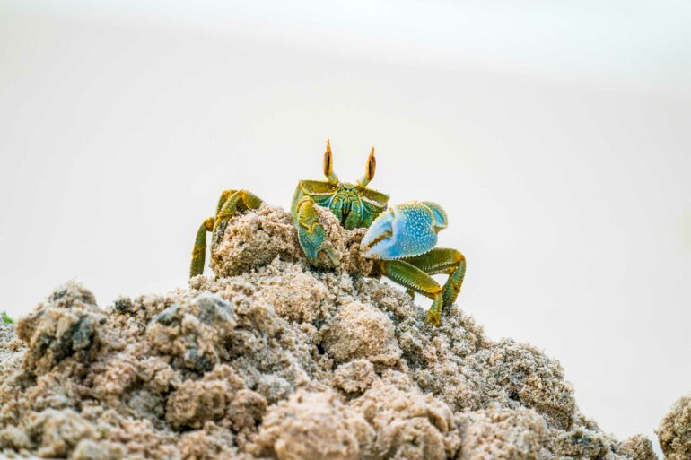 A colourful crab on the beach in Nosy Ankao, Madagascar