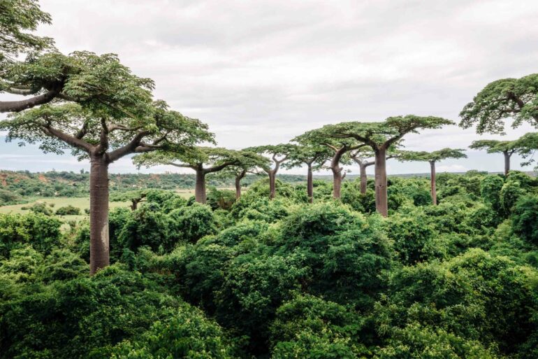 Baobab trees in Madagascar