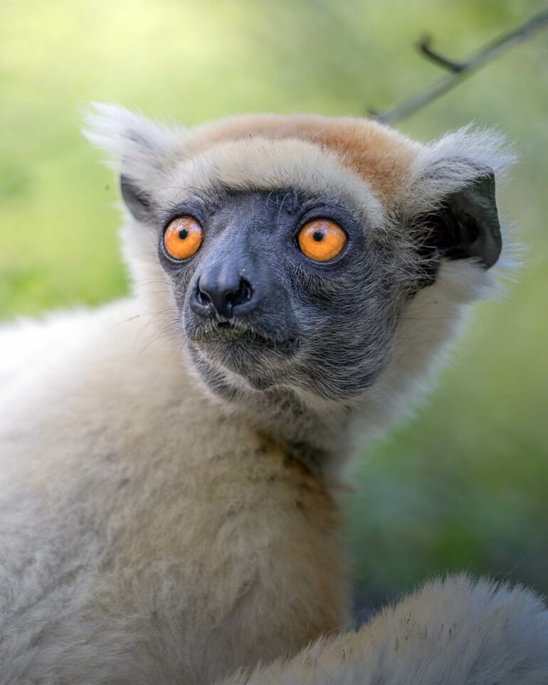 A white lemur in the forests of Madagascar