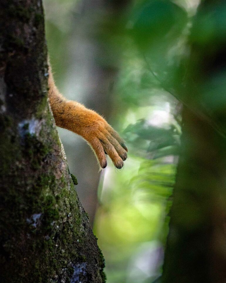 A lemur's foot peeks out from behind a tree in the forests of Madagascar