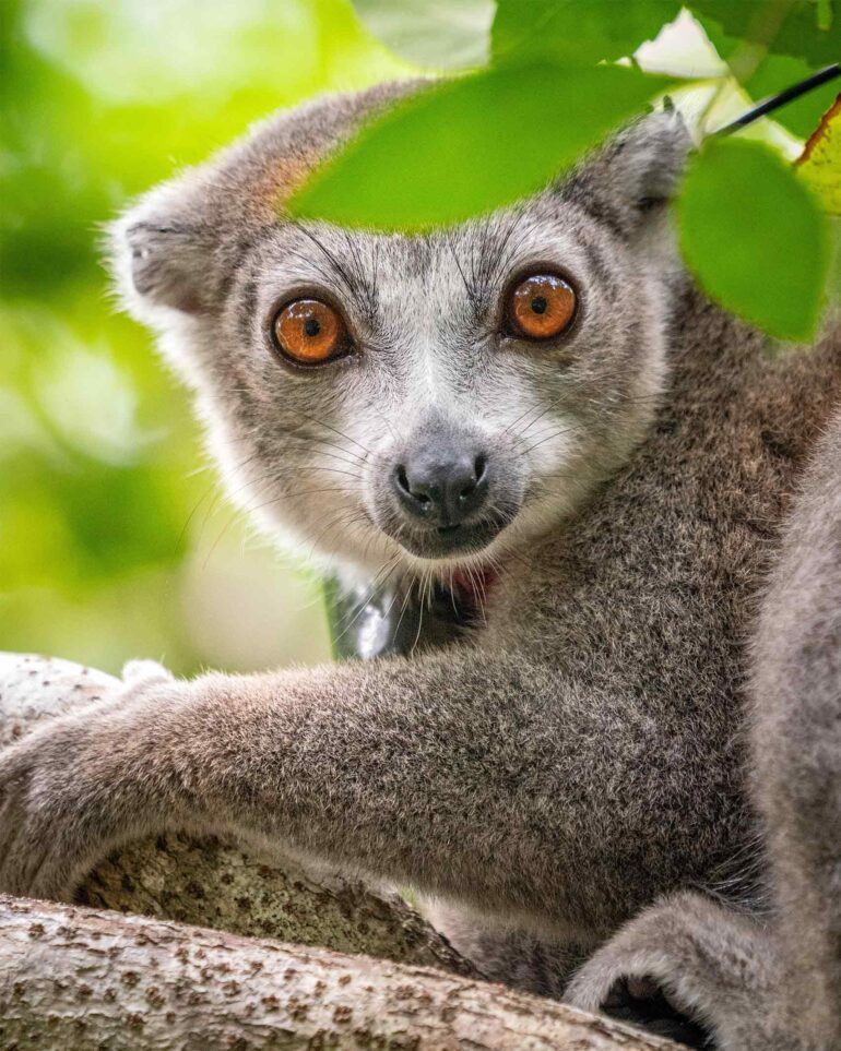 A lemur in the forests of Madagascar looks towards the camera