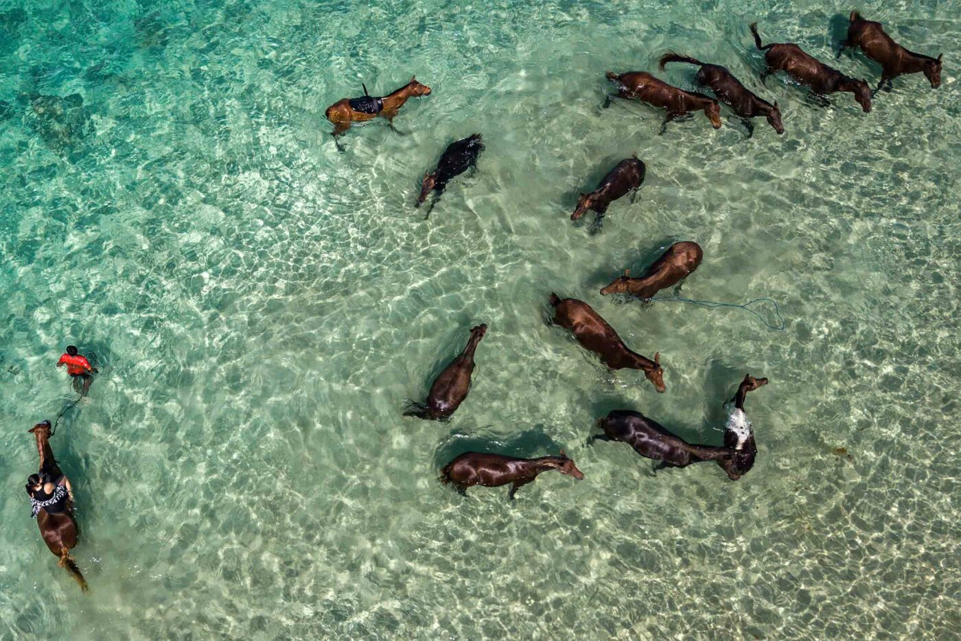 Horses in the sea