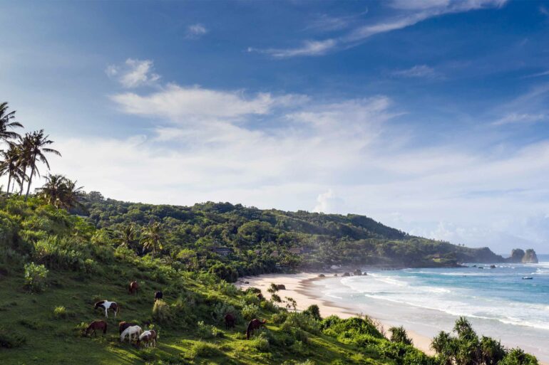 Horses on the beach in Sumba, Indonesia