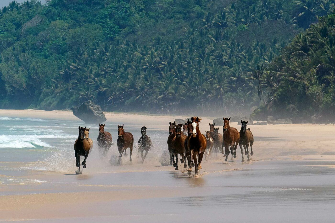 A group of horses runs on the beach at NIHI Sumba, Sumba, Indonesia
