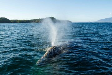 A whale breaches for air in Tofino, Vancouver Island, Canada