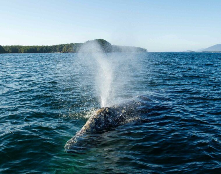 A whale breaches for air in Tofino, Vancouver Island, Canada