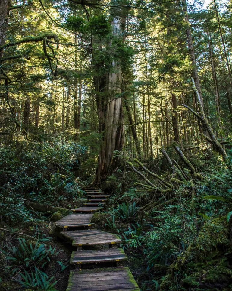A forest near Tofino, Vancouver Island, Canada