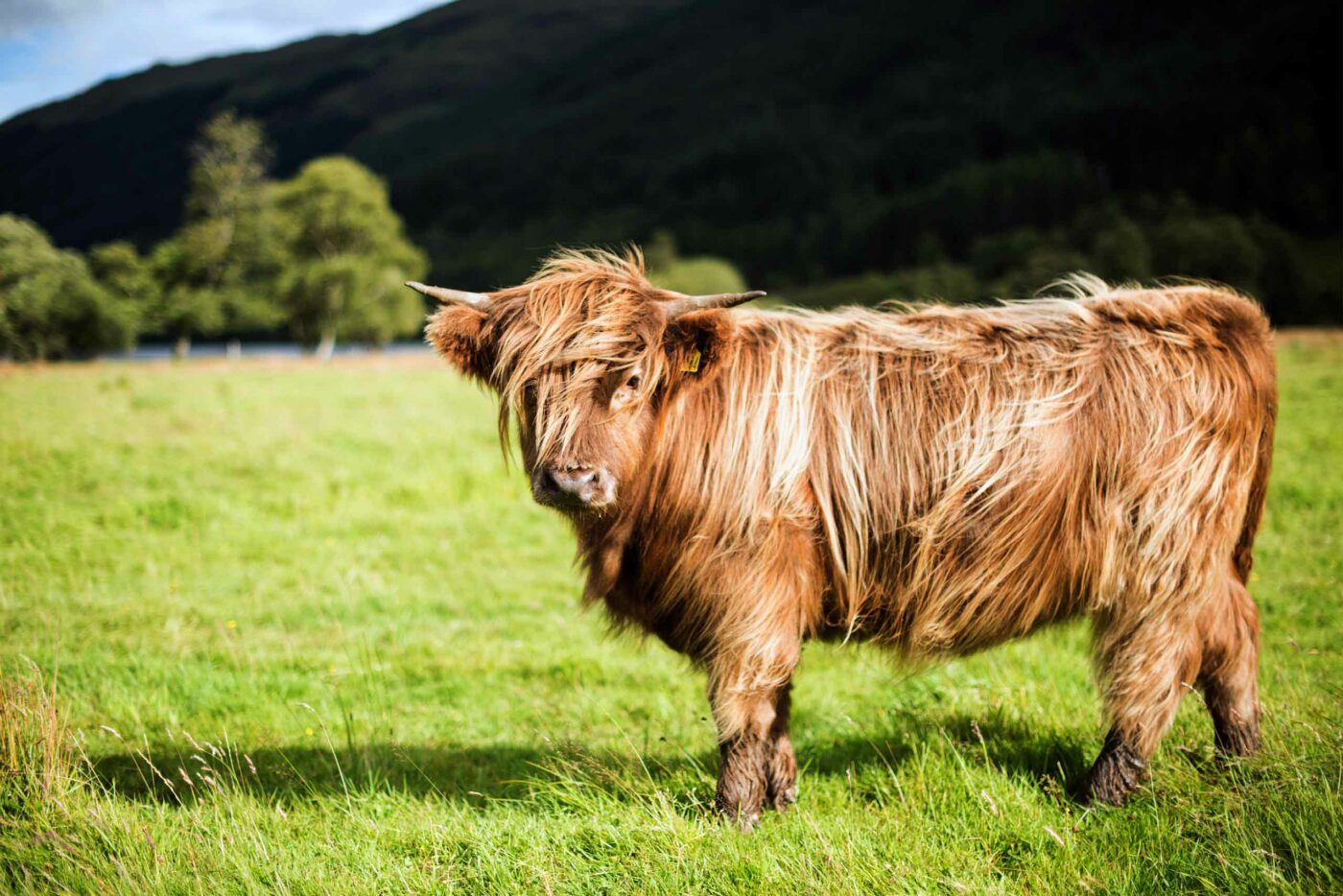A Highland cow in Perthshire, Scotland