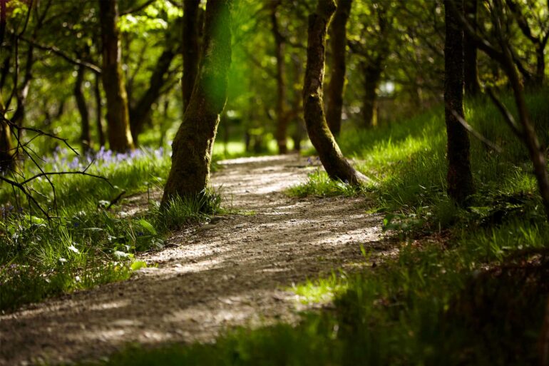 A pathway in the forest in Perthshire, Scotland