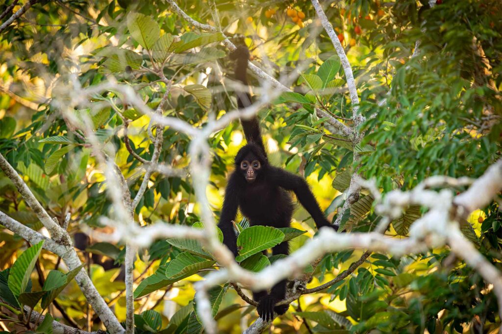 A spider monkey in a tree in Peru