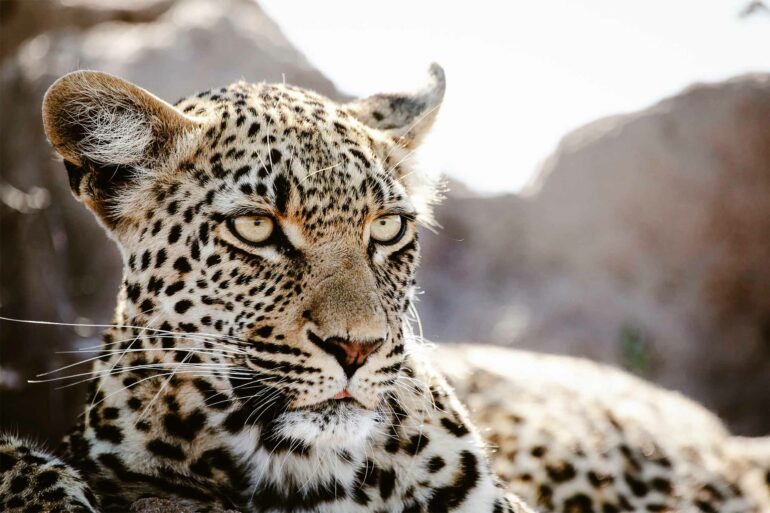 Close-up image of a leopard