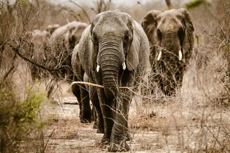 An elephant heard in the South African bush