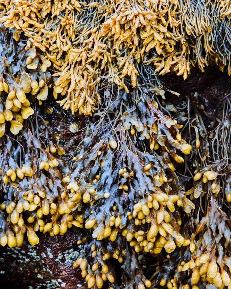 Washed up kelp