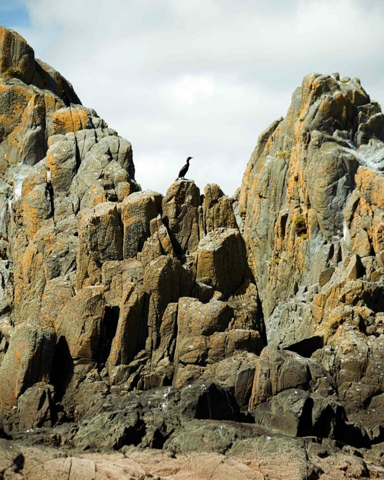 A bird sits in a rocky landscape in Scotland