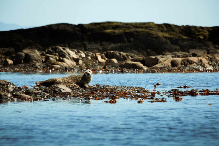A seal on the shore in Scotland