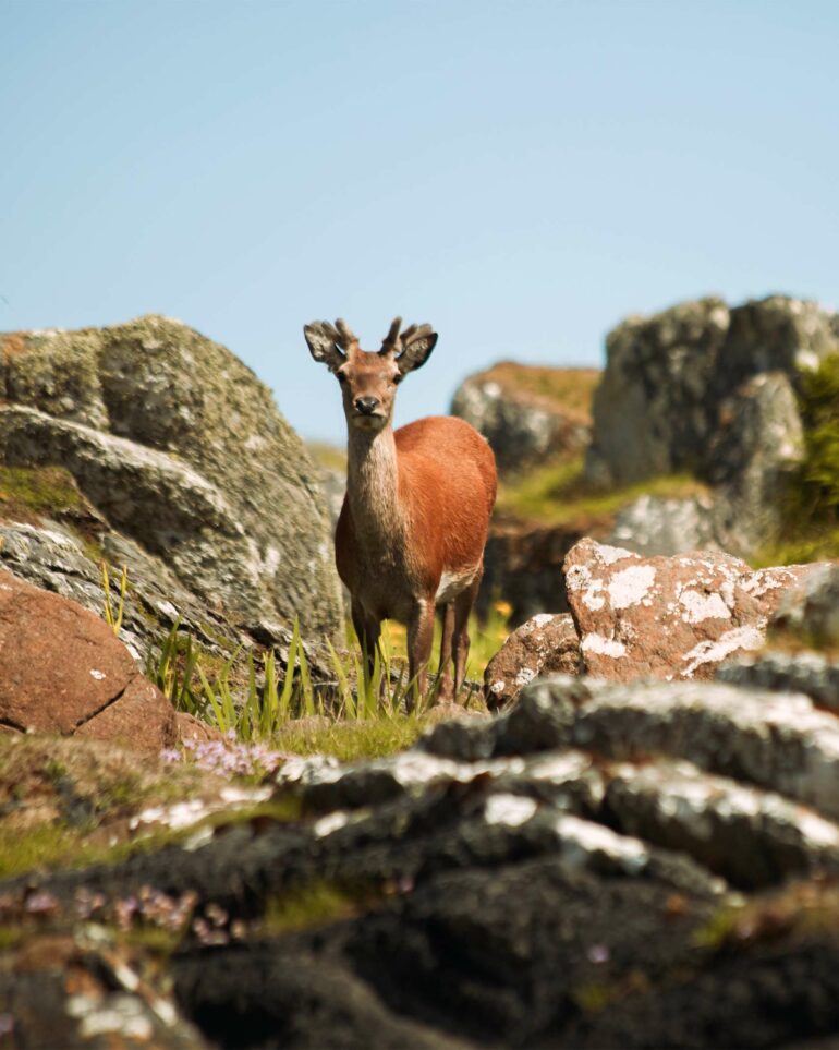 A deer stands amidst a rocky landscape in Scotland