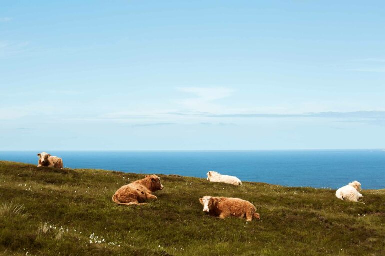Highland cows on the Isle of Islay, Scotland