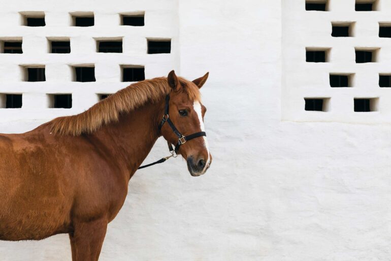 A horse at São Lourenço do Barrocal, Alentejo, Portugal