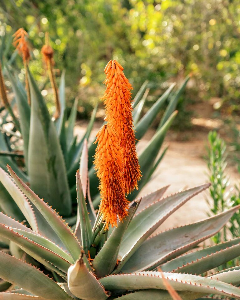 A flower in the gardens of Jnane Tamsna, Marrakech, Morocco