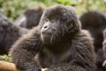 Gorilla stares wistfully in Rwanda