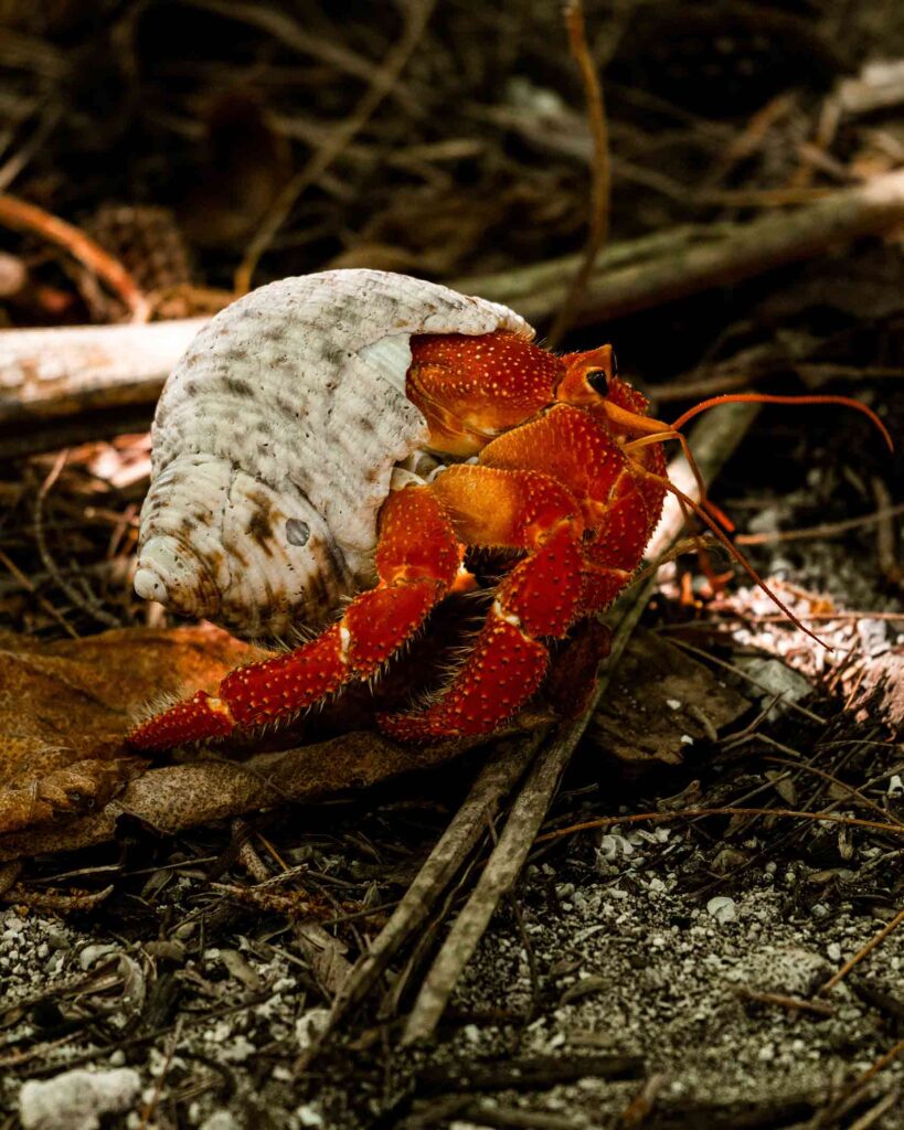 Coconut crab, Tetiaroa atoll, French Polynesia