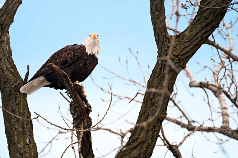 Bald eagle in a tree in Illinois, USA