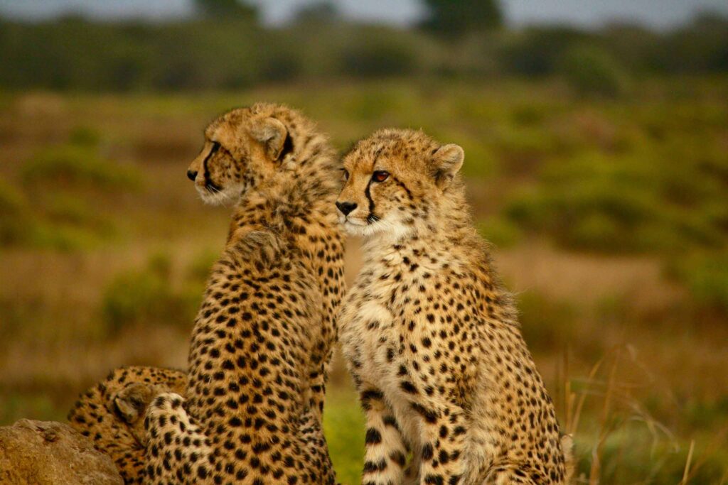 Two leopards in South Africa