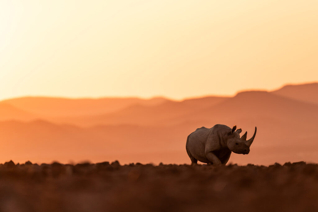 A black rhinoceros in the desert of Namibia
