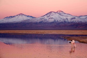 Pink sky in the Atacama desert with white mountains in the background reflecting pink in the water and flamingos with their heads down looking for food