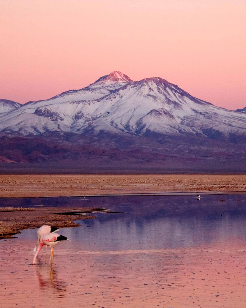 Two flamingo bury their heads in the water in front of the mighty Andes in Chile's Atacama Desert. The sky glows pink and the mountains blue.