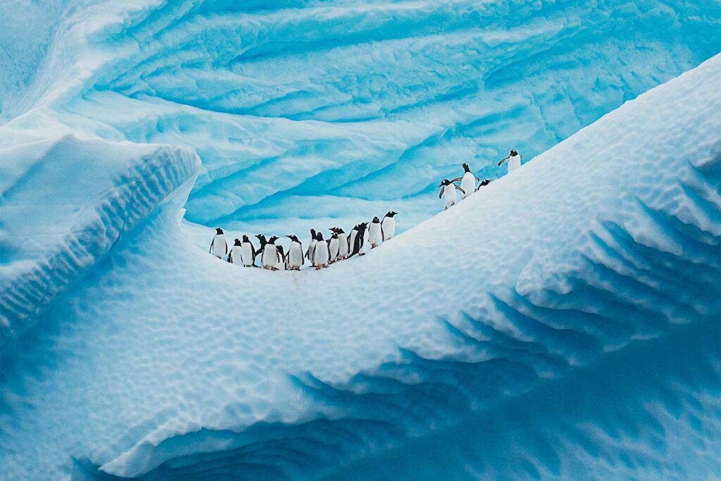 A waddle of 19 to 20 penguins cling to the side of an ice mass in Antarctica