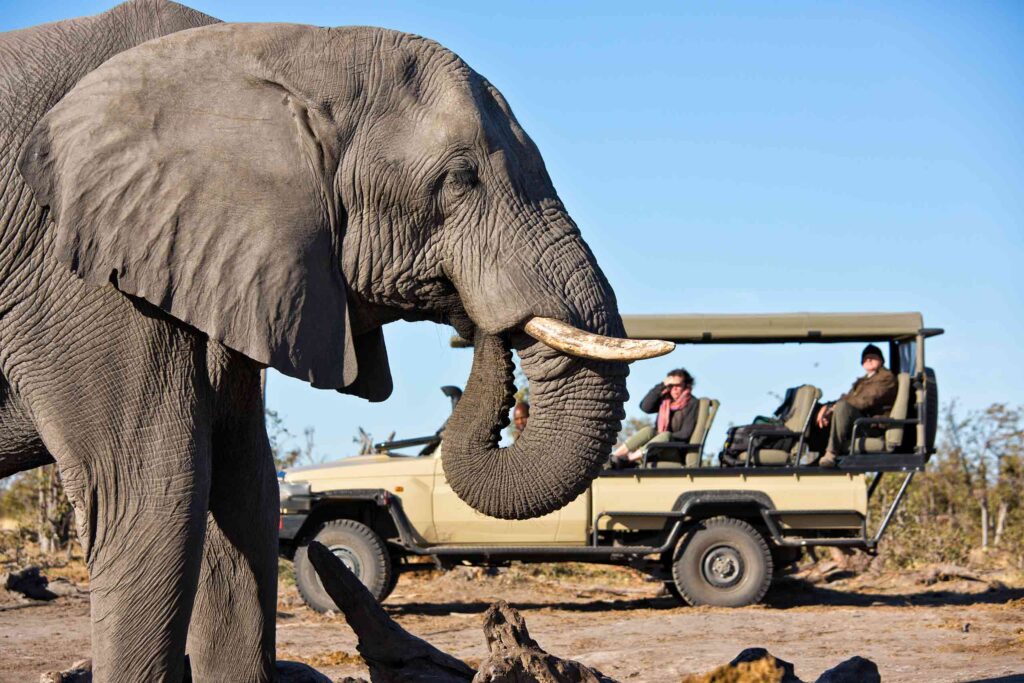 An large African elephant dwarves a safari truck in the background, as two guests look on in amazement
