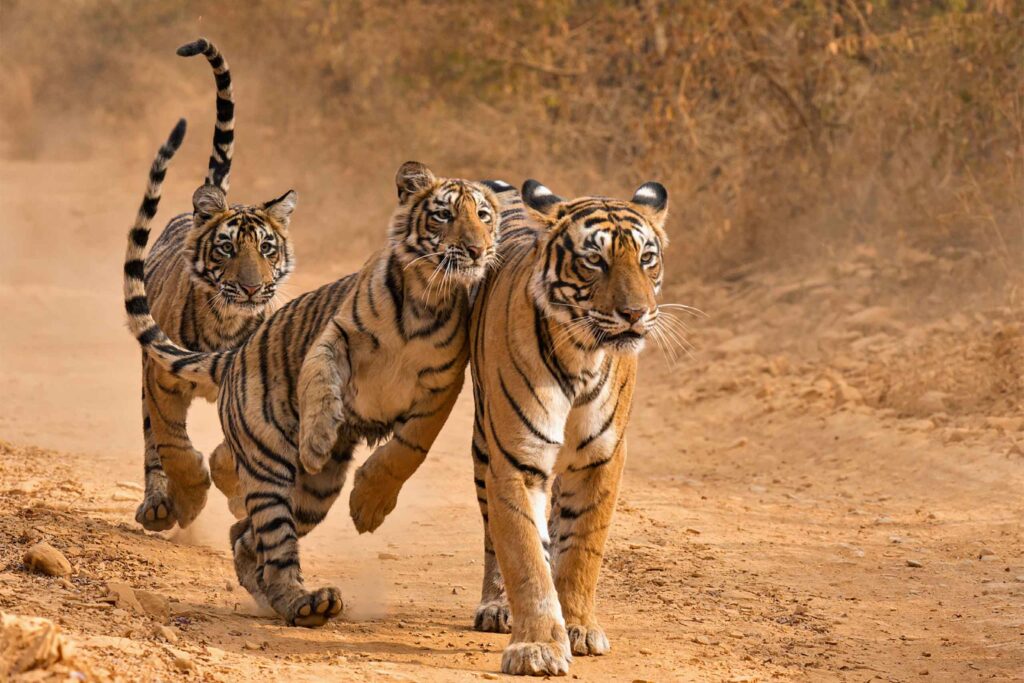 A streak of three bengal tigers run on a rugged landscape in India