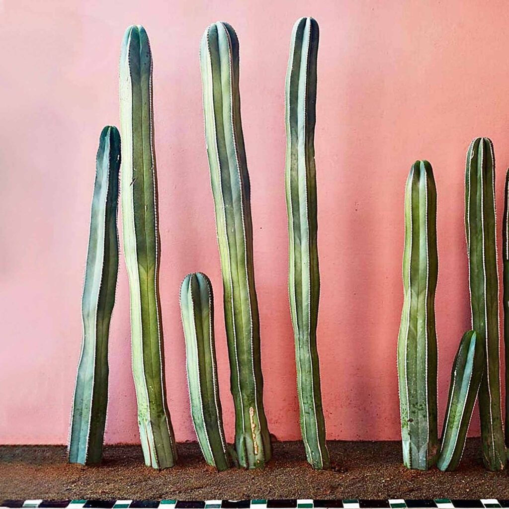 8 tall cacti of different heights grow from a plant bed against a pink wall background
