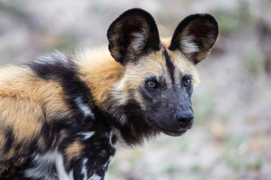 African Wild dog