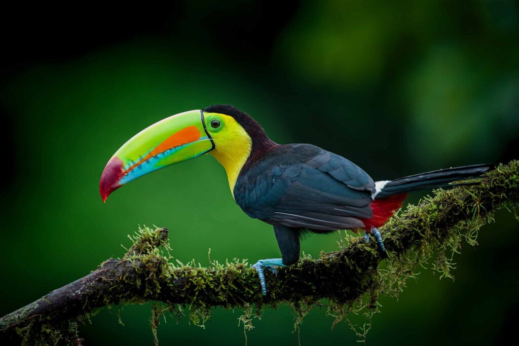 Beautiful toucan with a very colourful beak on a tree branch in Costa Rica