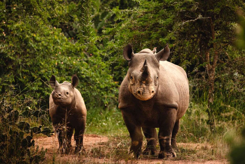 A rhino with her calf stand amidst shrubs and trees, photographed on a game drive in Rwanda