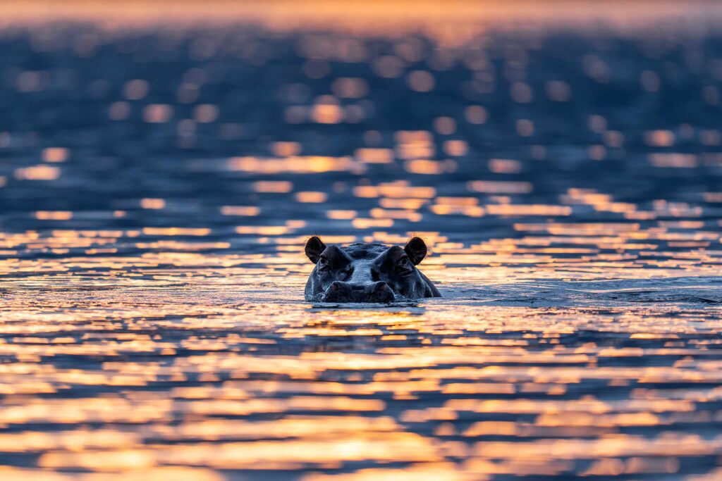 A hippo's head above the surface of the water of a lake in Rwanda