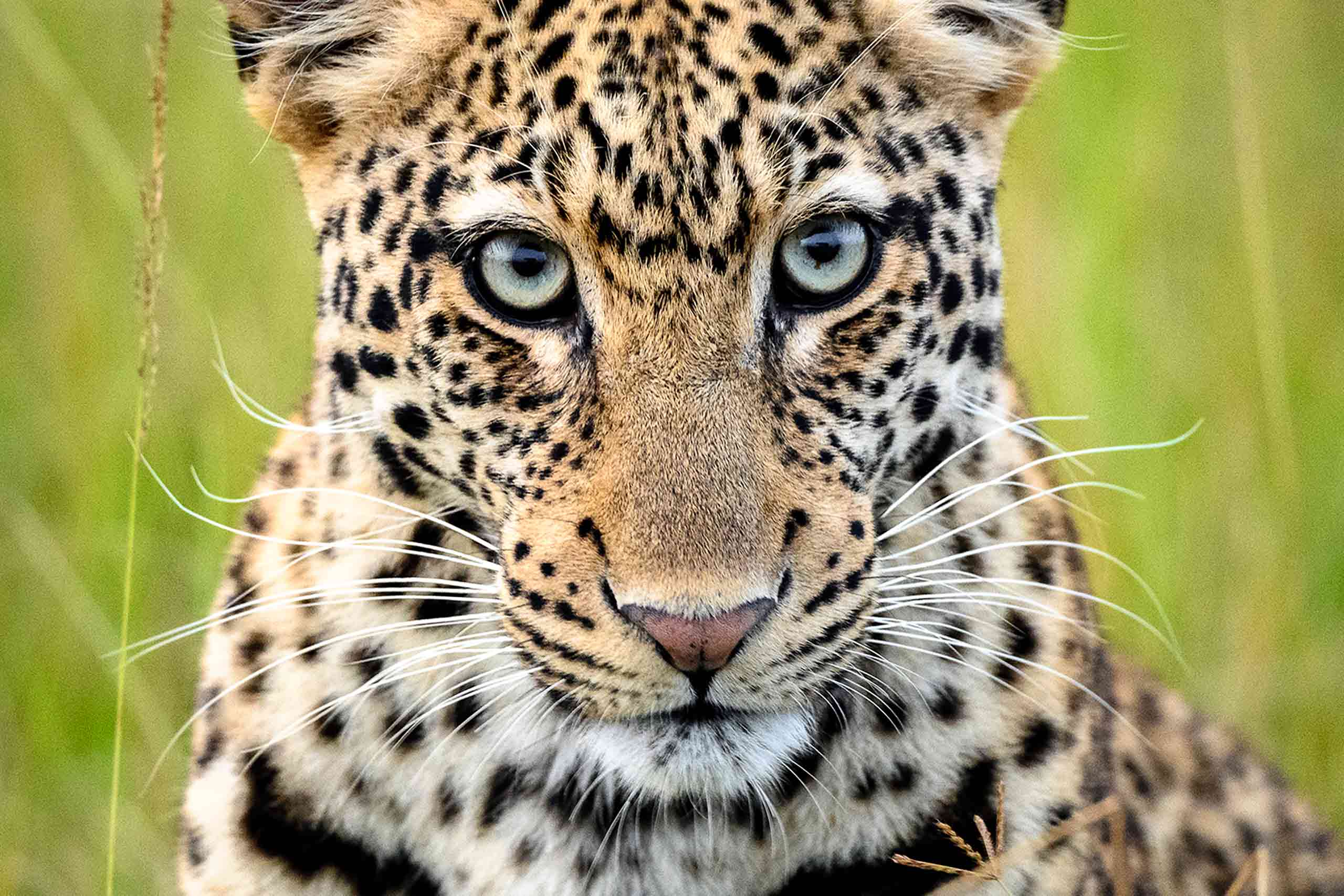 A leopard in grassland looks straight at the camera in Akagera National Park, Rwanda