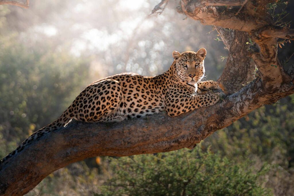 A leopard rests on a tree while looking at the camera in Namibia
