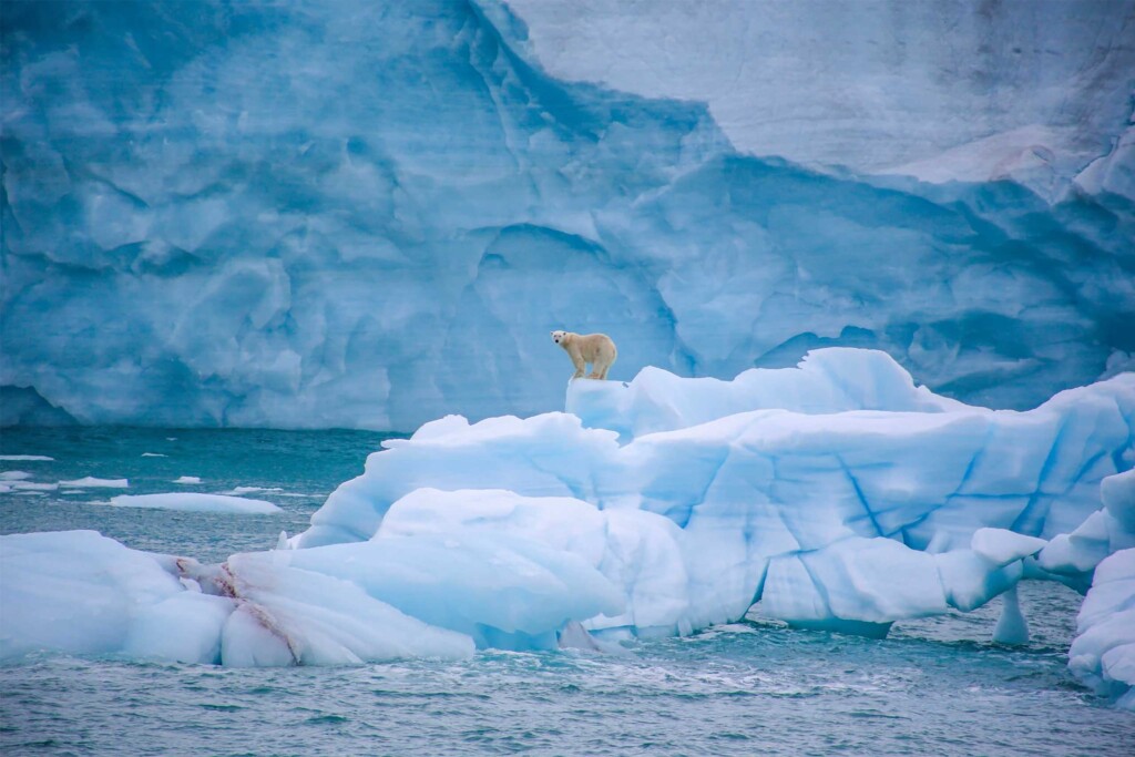 A polar bear stands on an iceberg after a fresh kill in Svalbard